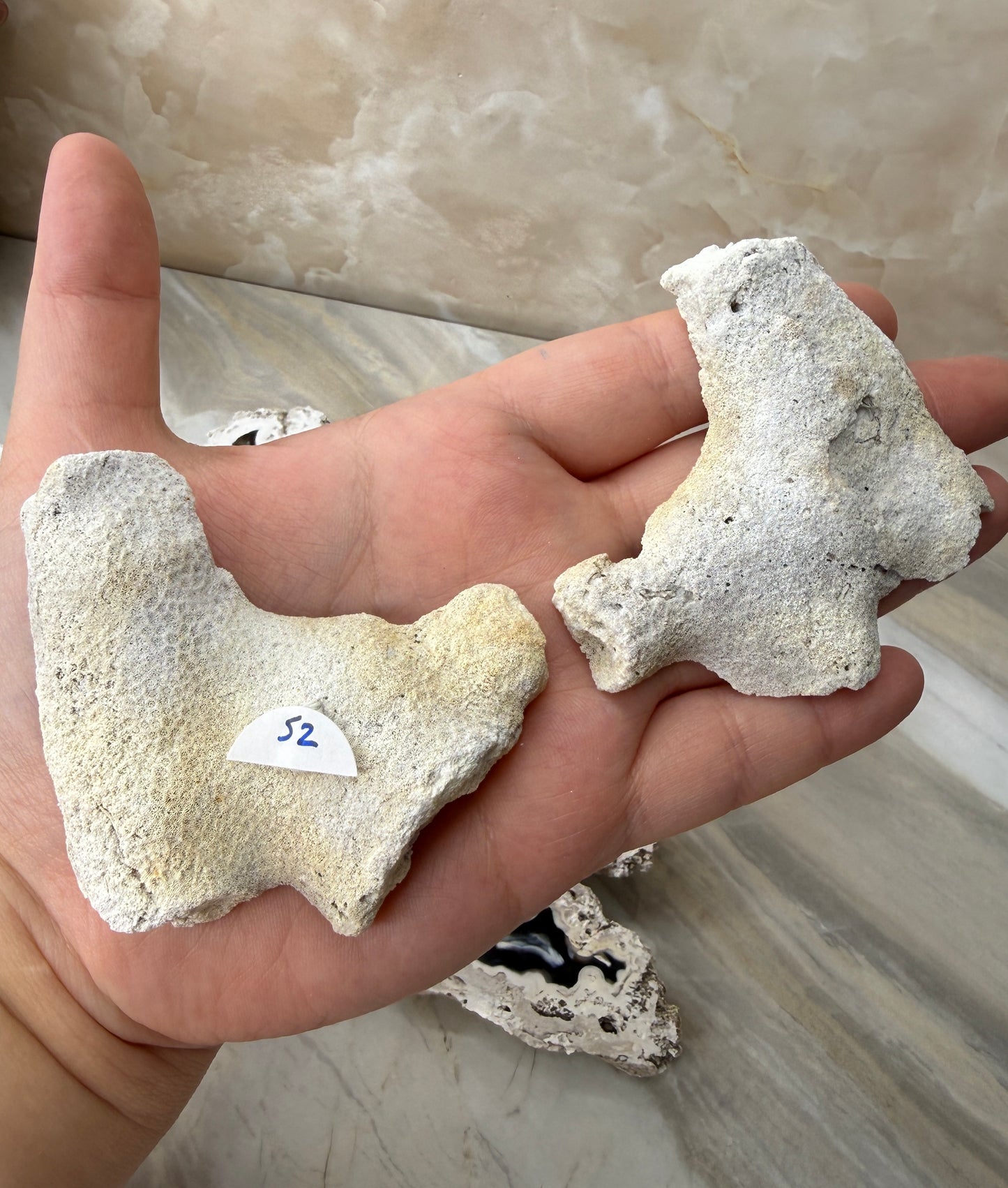 Agatized Coral from Florida