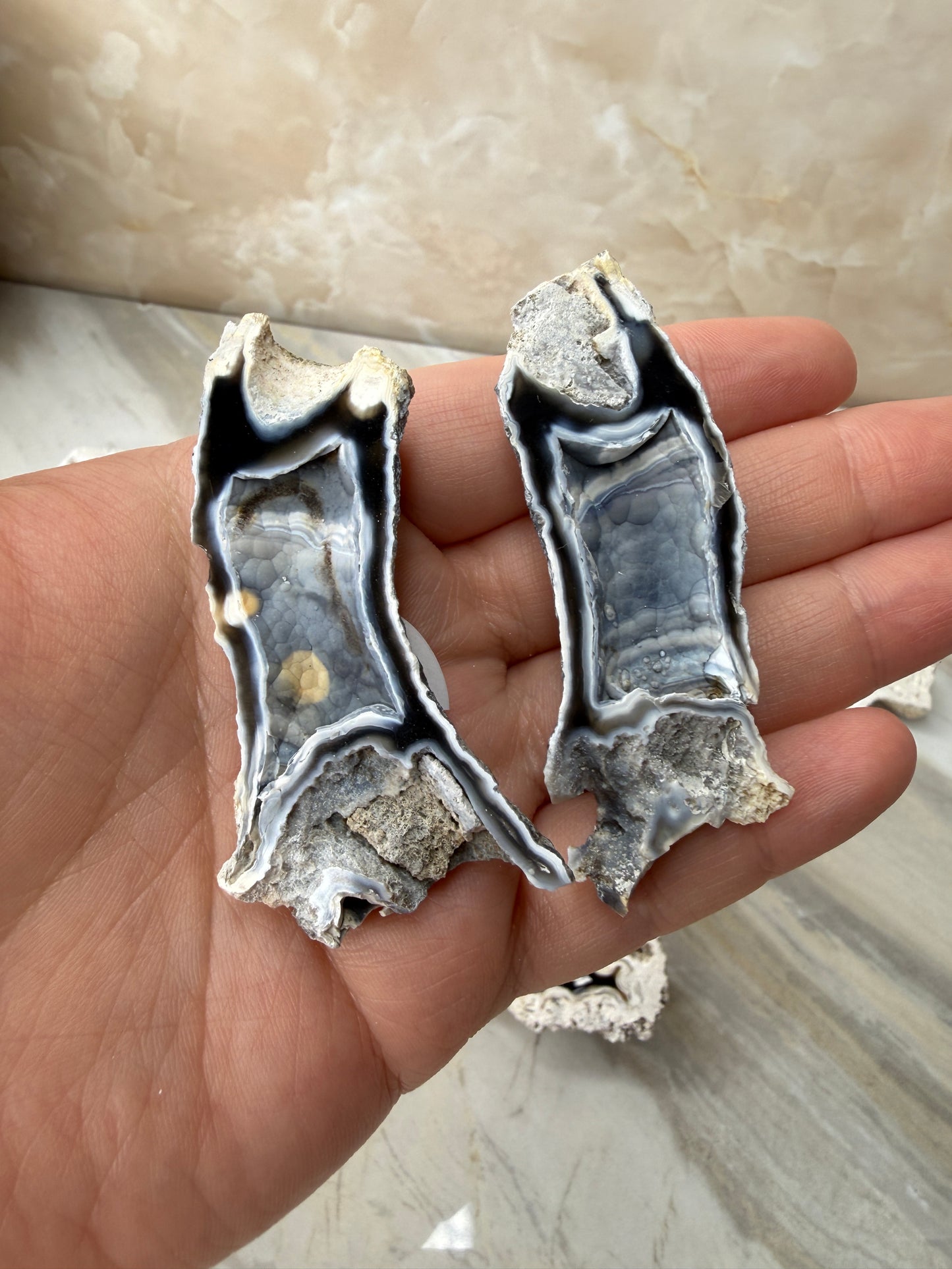 Agatized Coral from Florida