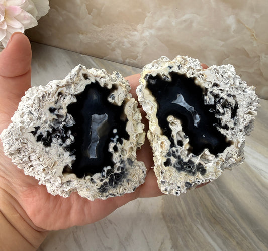 Agatized Coral Pair from Florida