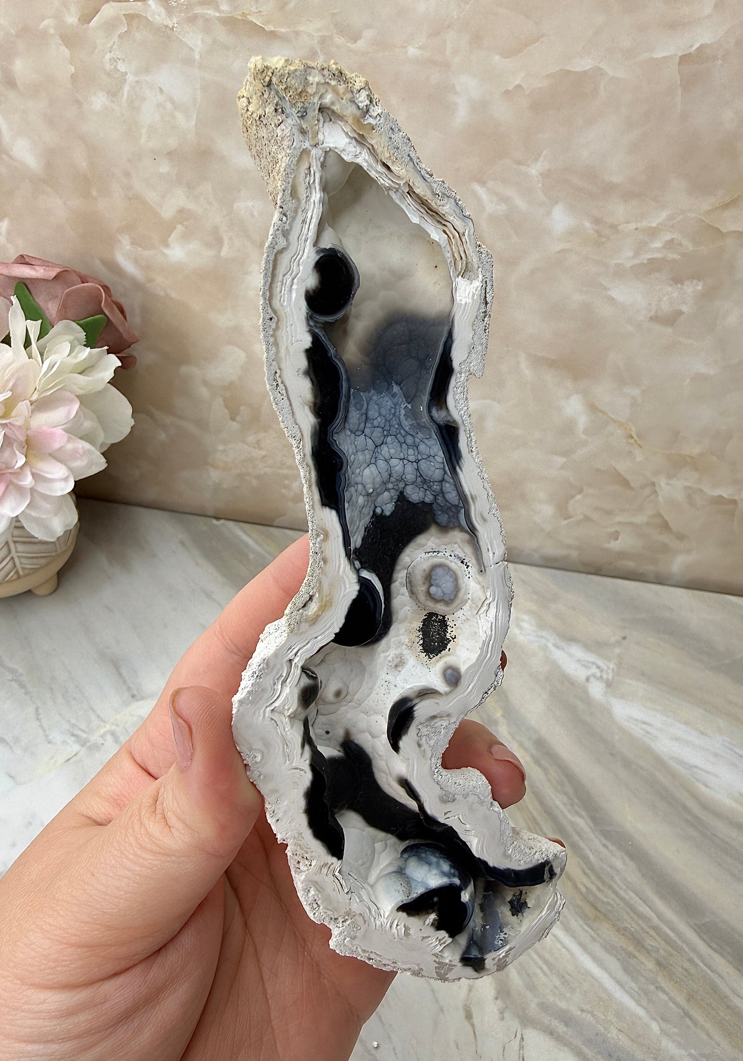 Agatized Coral from Florida