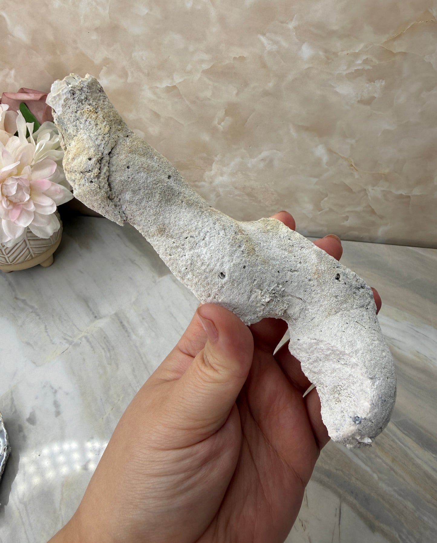 Agatized Coral from Florida