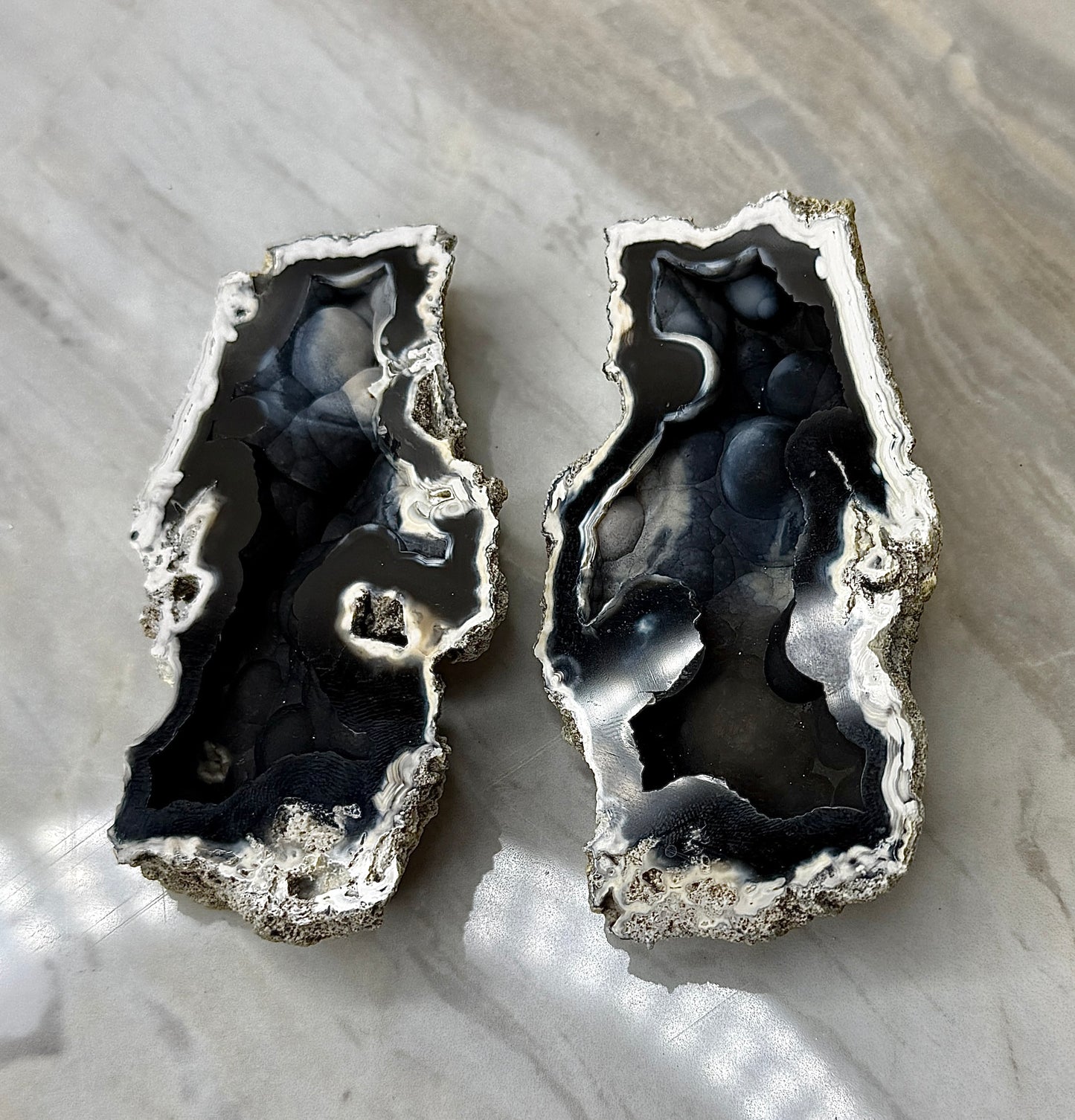 Agatized Coral Pair from Florida