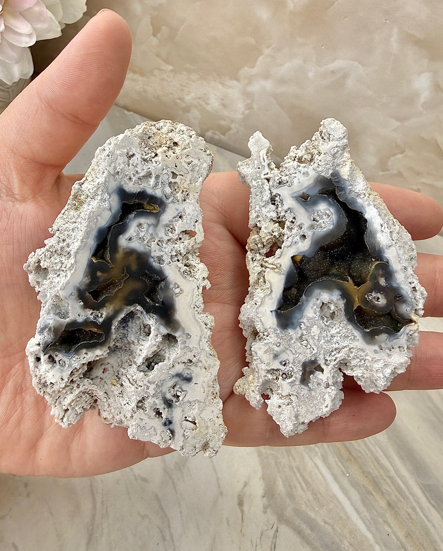 Agatized Coral Pair from Florida