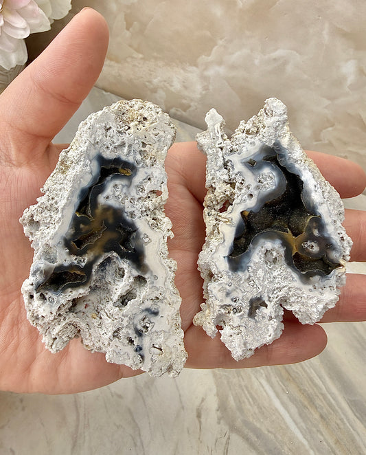 Agatized Coral Pair from Florida