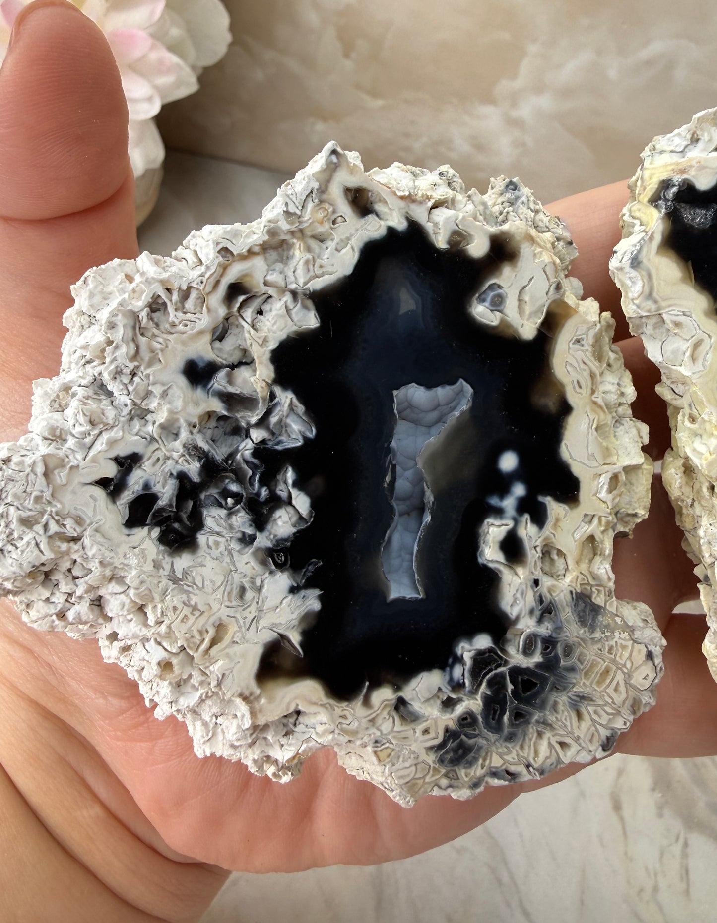 Agatized Coral Pair from Florida