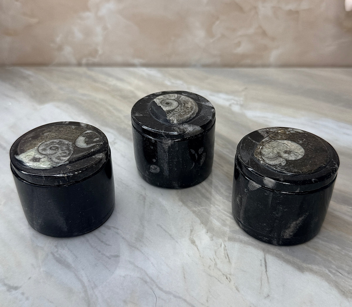 Orthoceras Fossil Trinket Box
