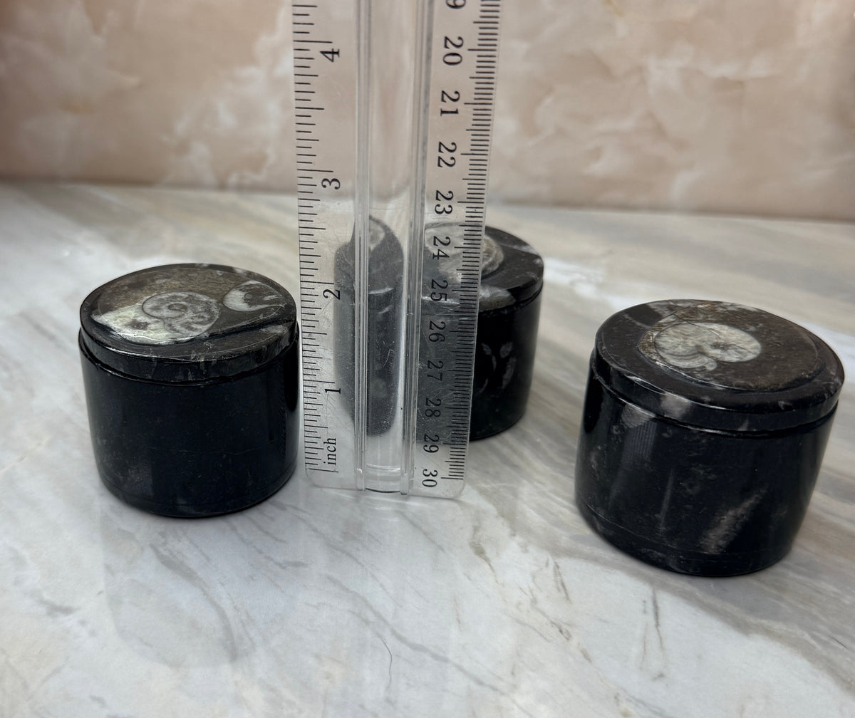 Orthoceras Fossil Trinket Box