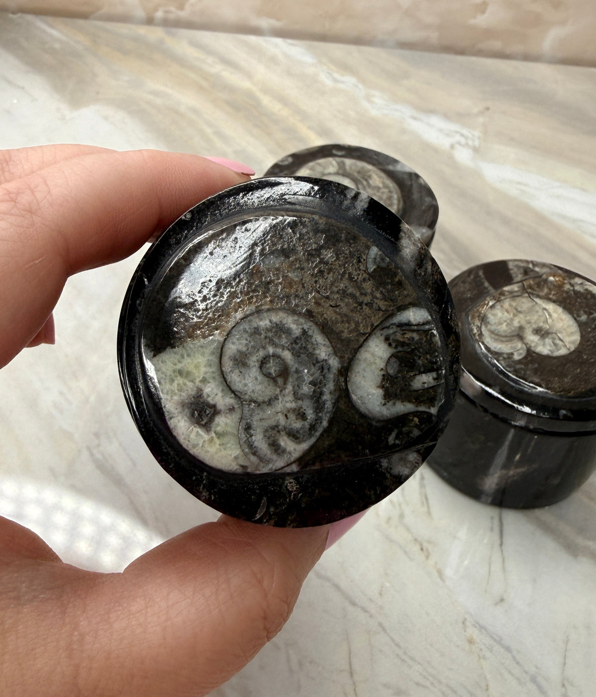 Orthoceras Fossil Trinket Box