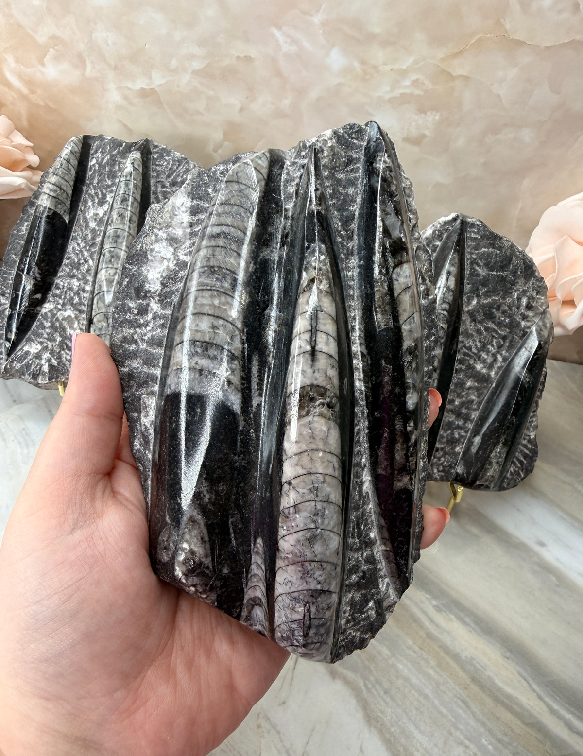 Orthoceras Fossil
