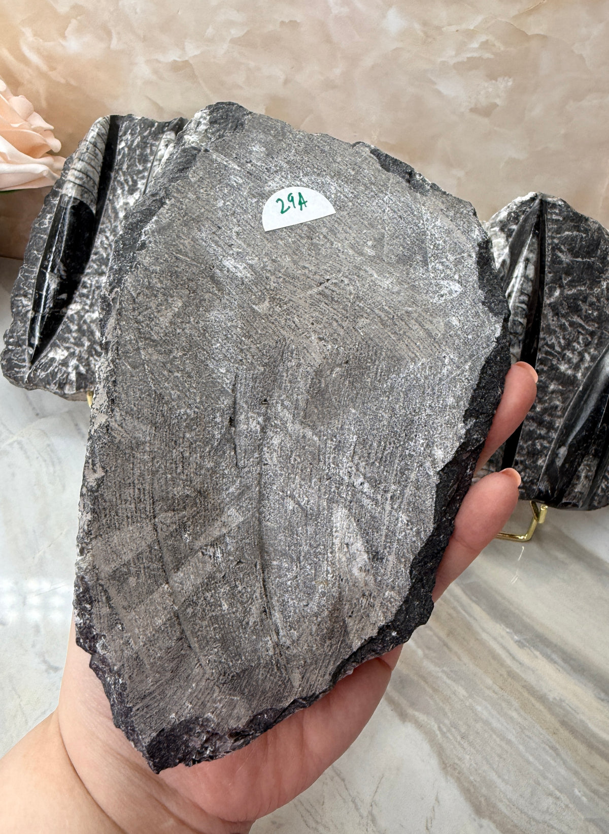 Orthoceras Fossil