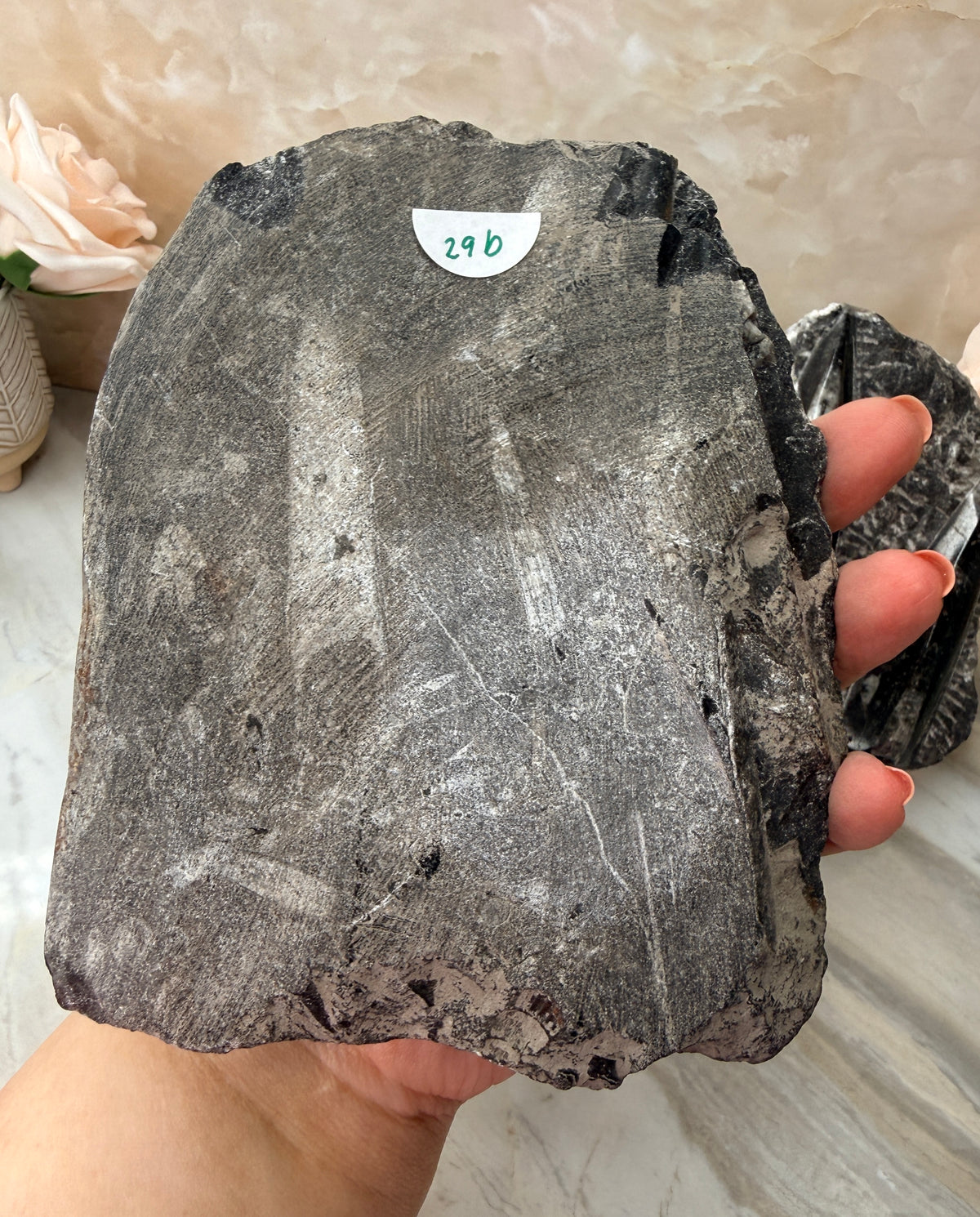 Orthoceras Fossil