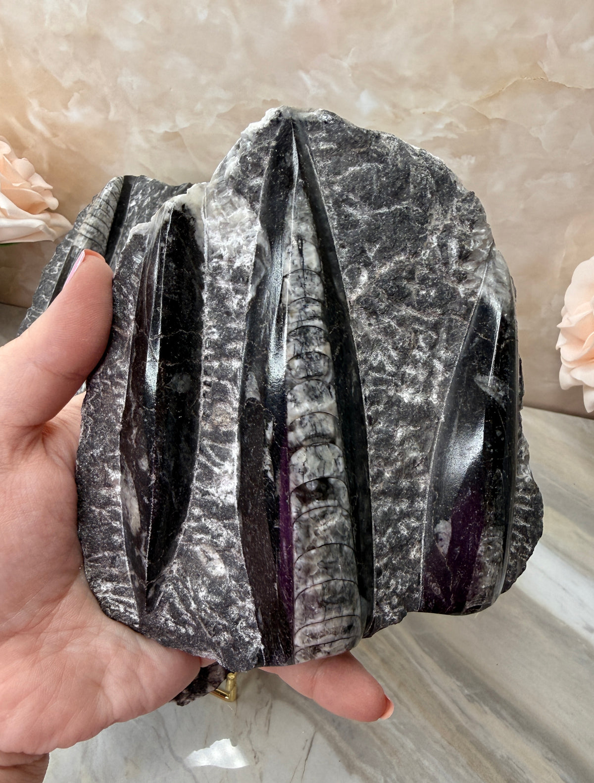Orthoceras Fossil