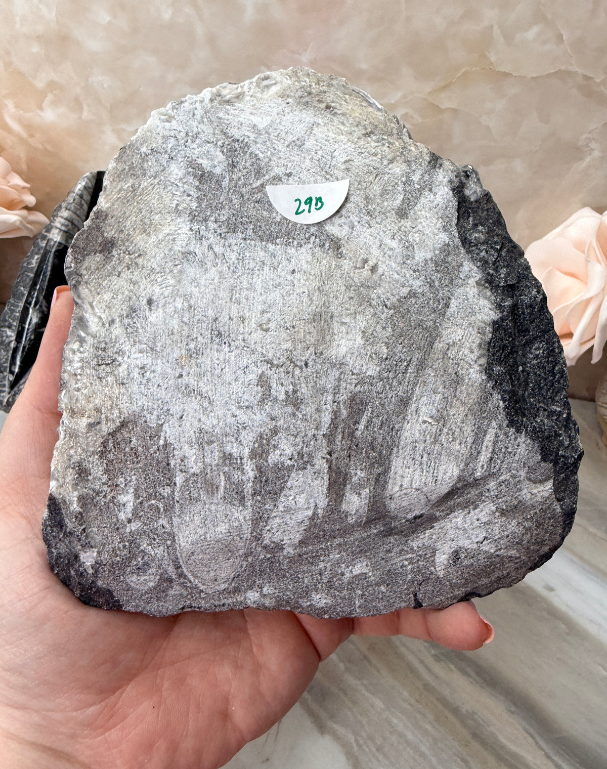 Orthoceras Fossil